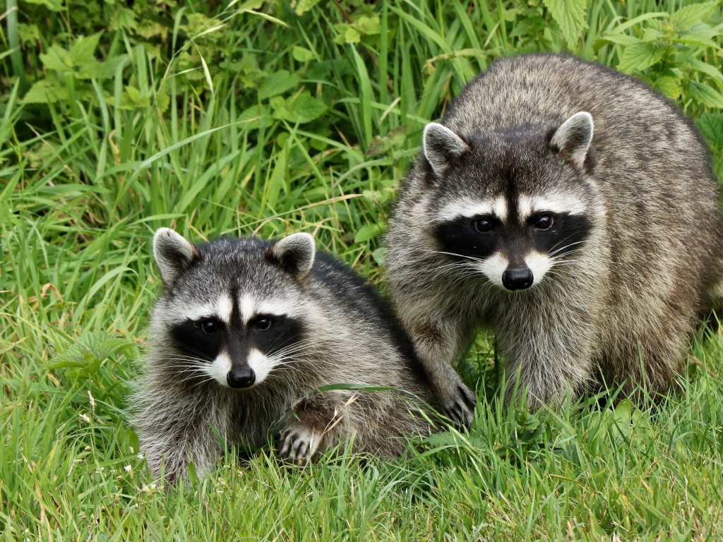 Два енота сидят в зеленой траве