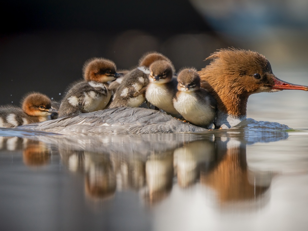 Утка с птенцами на спине плывет по воде