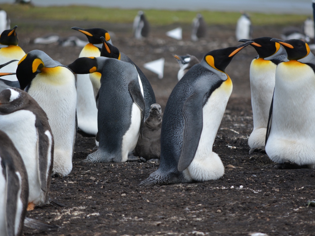 Стая пингвинов на земле 