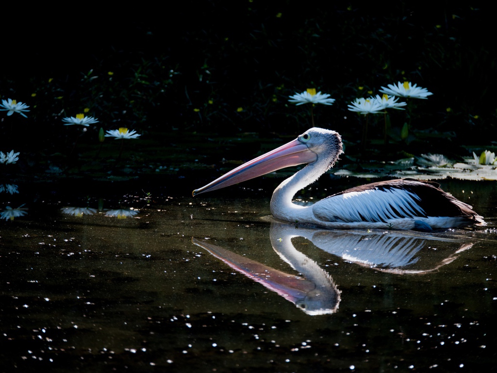 Большой пеликан плавает в пруду с белыми водяными лилиями
