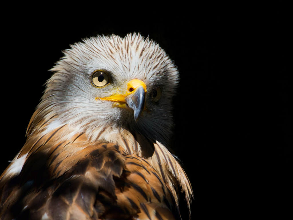Острый клюв у хищной птицы на черном фоне