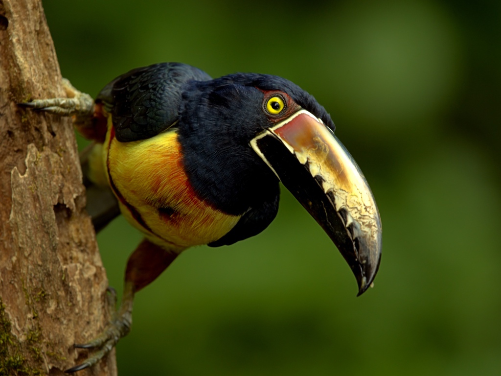 Птица тукан с большим клювом сидит на дереве 