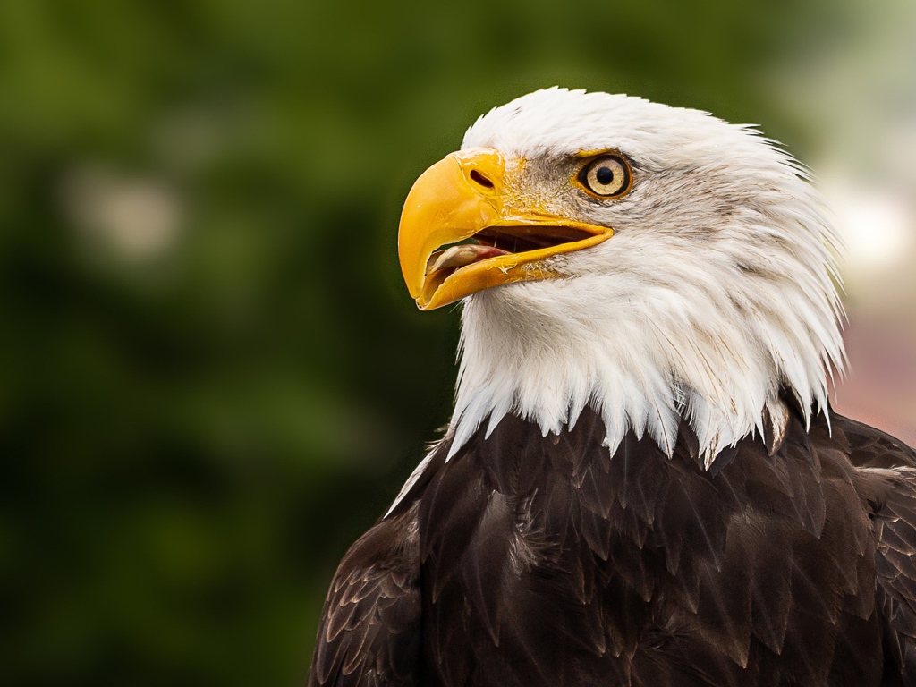 Голова белоголового орлана с открытым клювом 