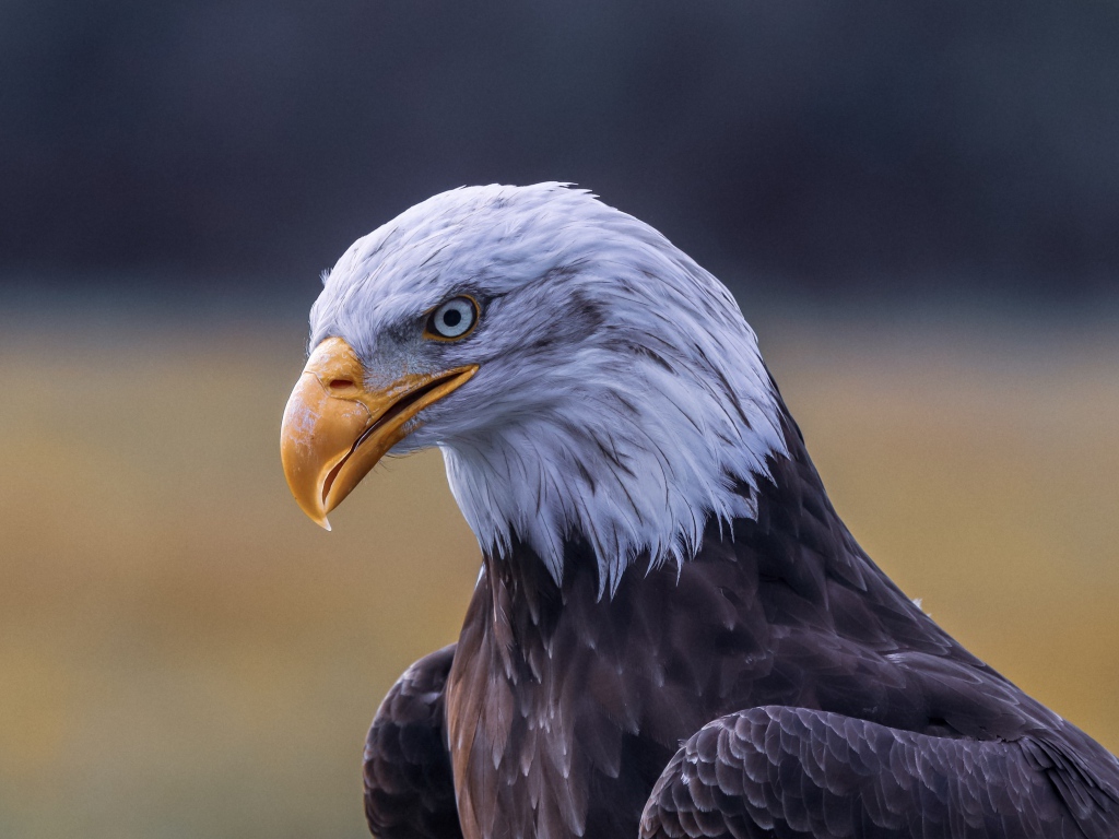 Голова белоголового орлана с острым желтым клювом