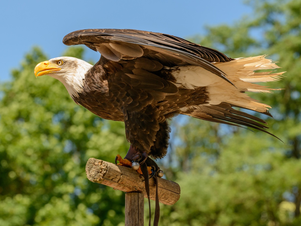 Bald eagle spread its wings
