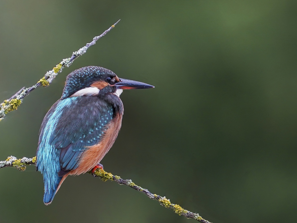 Красивая птица зимородок с острым клювом сидит на ветке