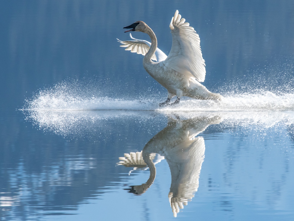 Красивый белый лебедь садится на воду