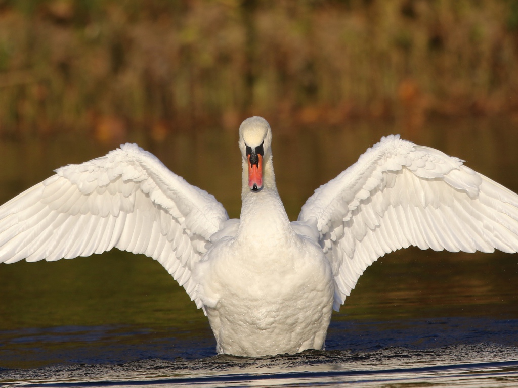 Красивый белый лебедь расправил крылья в пруду 
