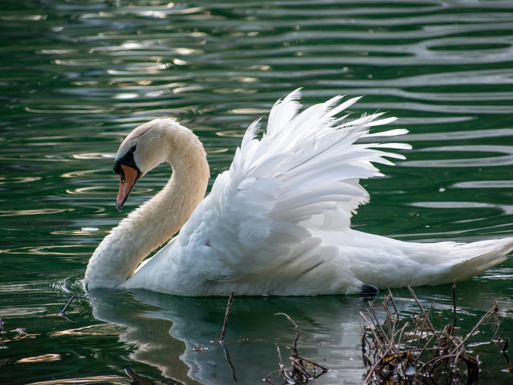 Красивый белый лебедь плавает в пруду 