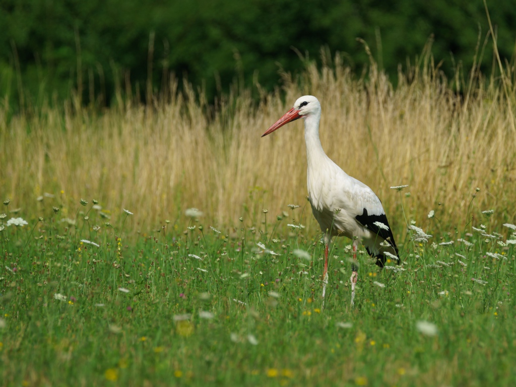 Большой аист идет по зеленой траве