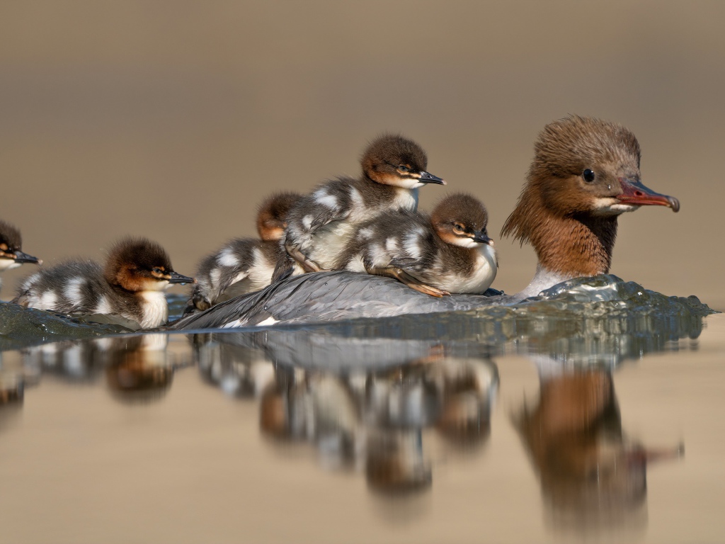 Птица в воде с маленькими птенцами 