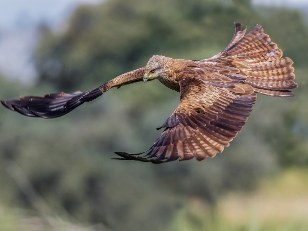 Черный коршун на охоте
