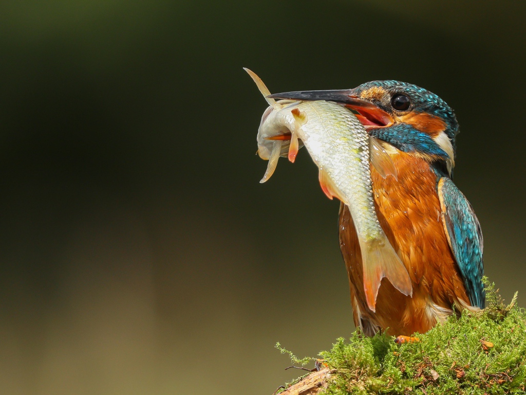 Яркая птица зимородок с рыбой в клюве