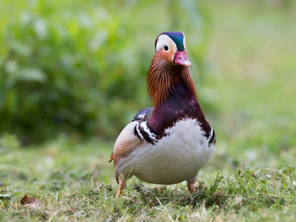 Милая уточка мандаринка идет по траве