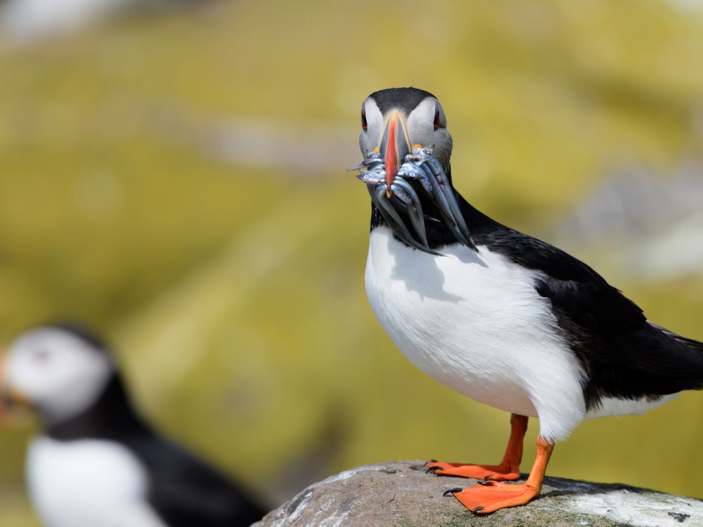 Тупик с рыбой в клюве стоит на камне