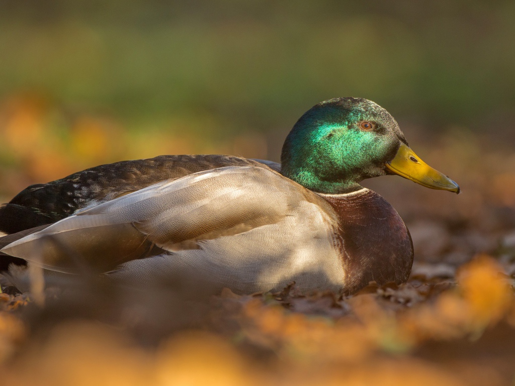 Утка сидит на сухой листве 