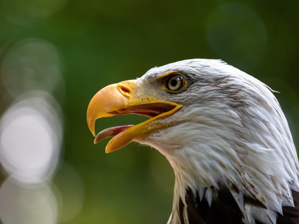 Орел с острым открытым клювом 