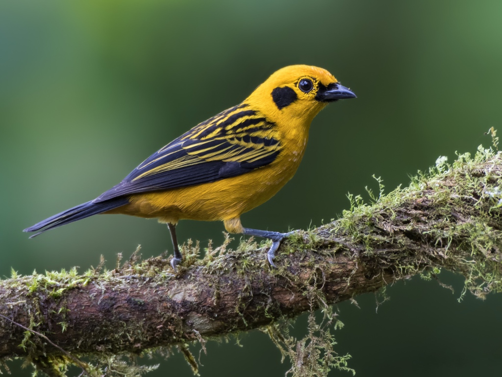 Птица золотая тангара сидит на ветке 