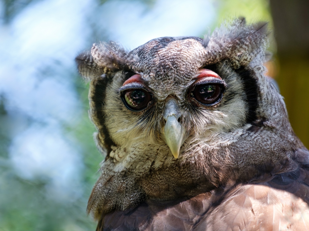 Серая сова с большими глазами