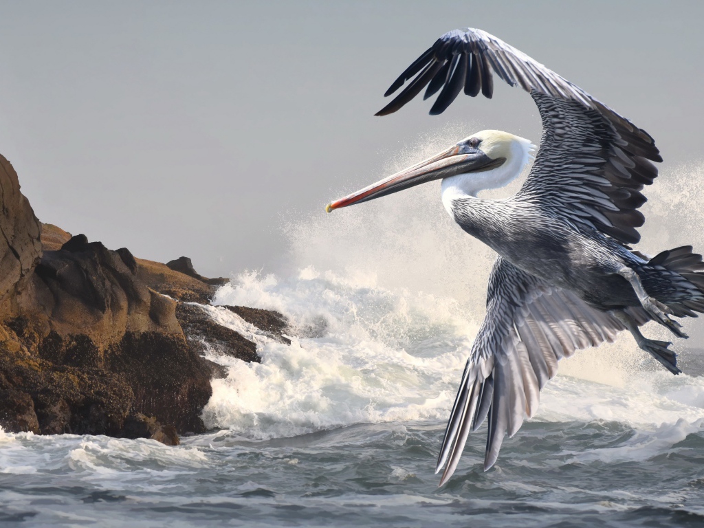 Great Pelican flies over the sea waves