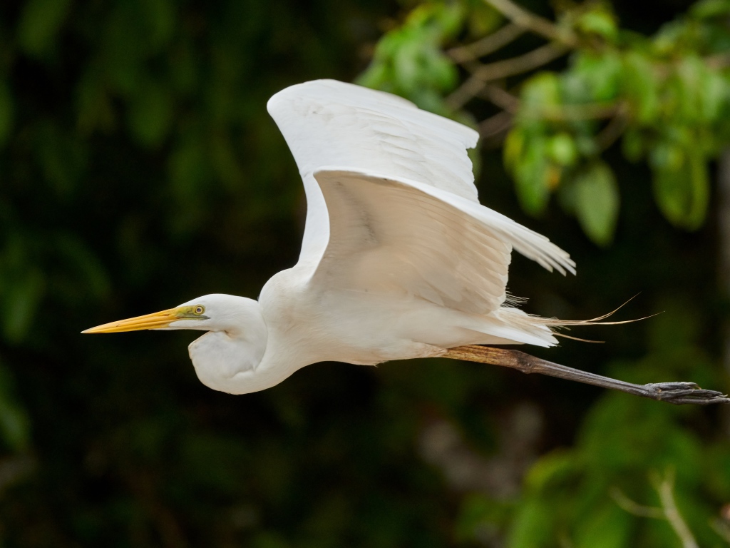 Большая белая цапля пролетает над землей