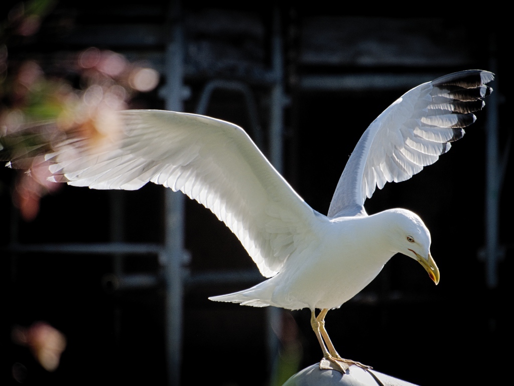 Большая белая чайка сидит на камне 