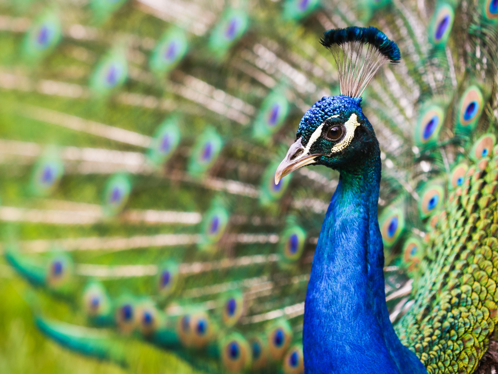 Голова голубого красивого павлина крупным планом