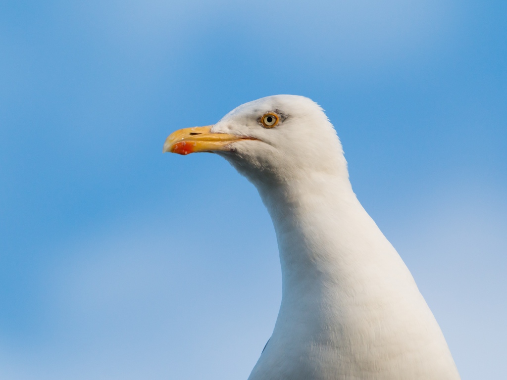 Голова белой чайки на фоне голубого неба 