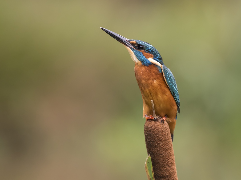 Птица зимородок сидит на камыше