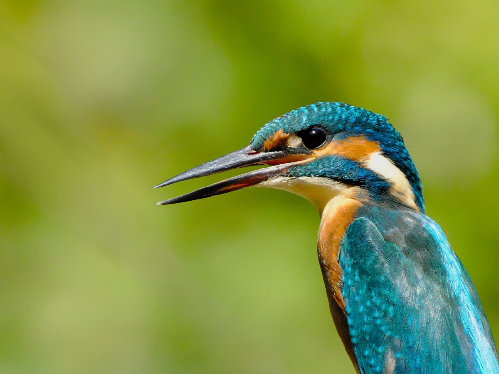 Птица зимородок с открытым клювом на зеленом фоне