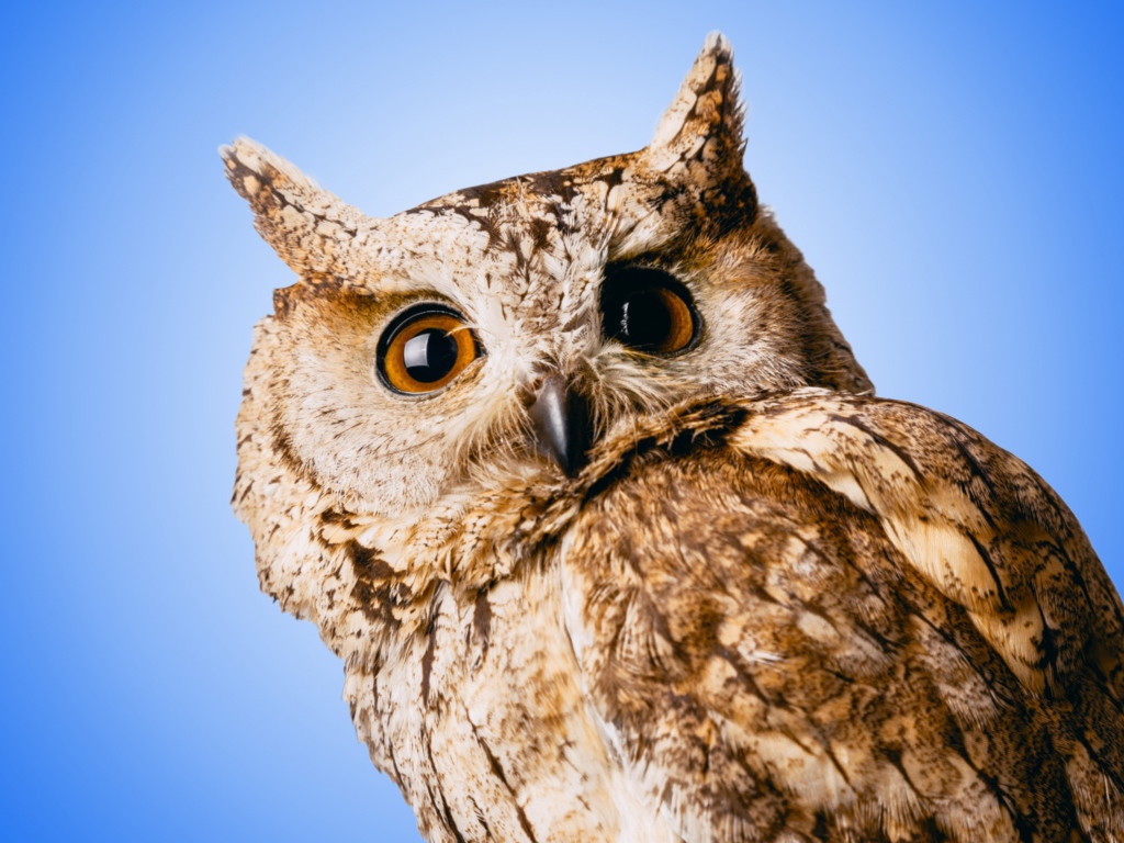 Большая серая сова на голубом фоне