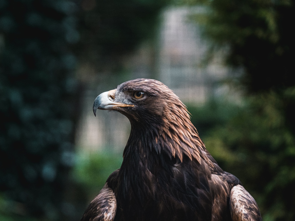 Большой хищный беркут с острым клювом
