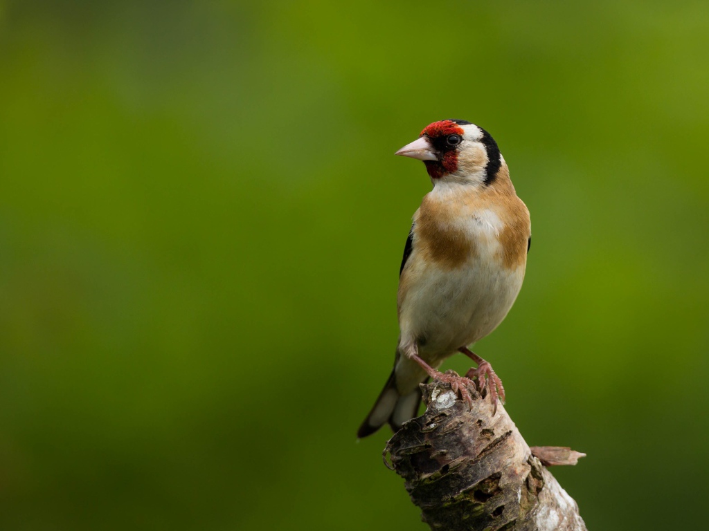 Маленькая птичка сидит на ветке дерева на зеленом фоне