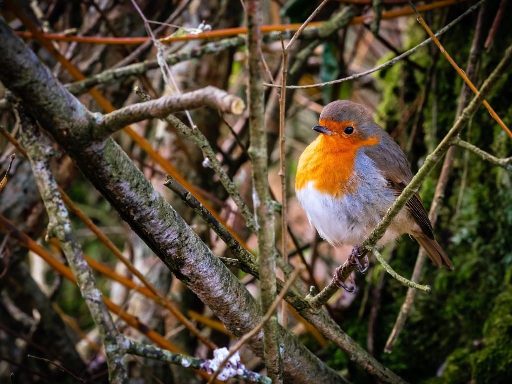 Маленькая птица зарянка сидит в ветках на дереве