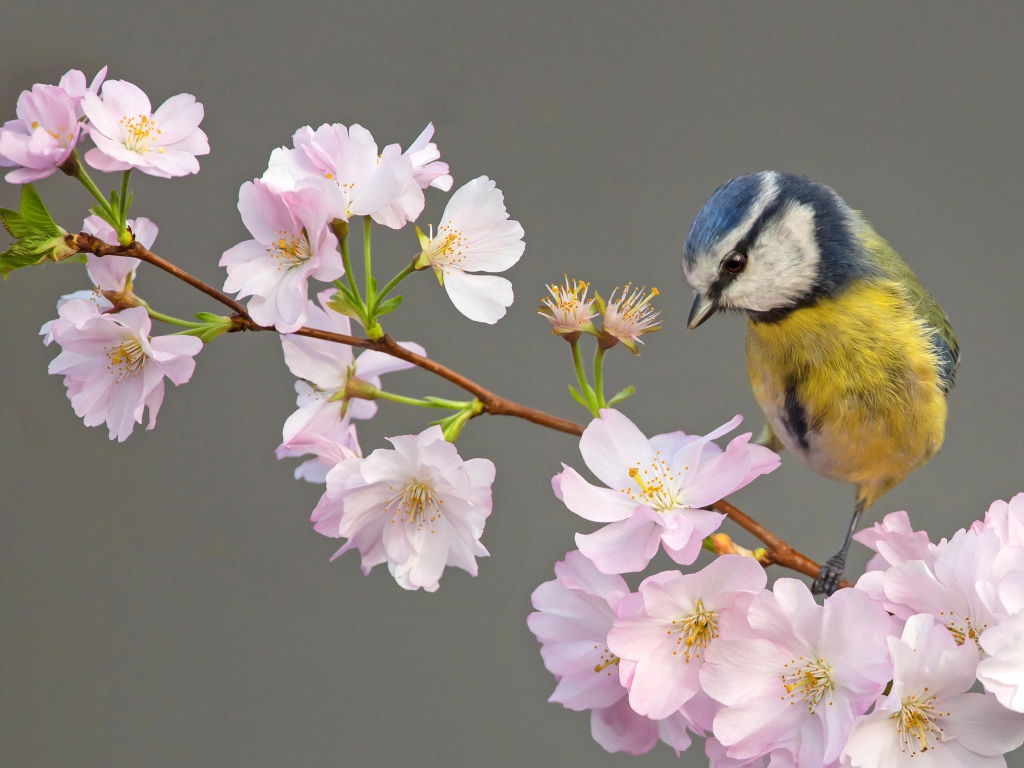 Маленькая синица сидит на ветке с цветами