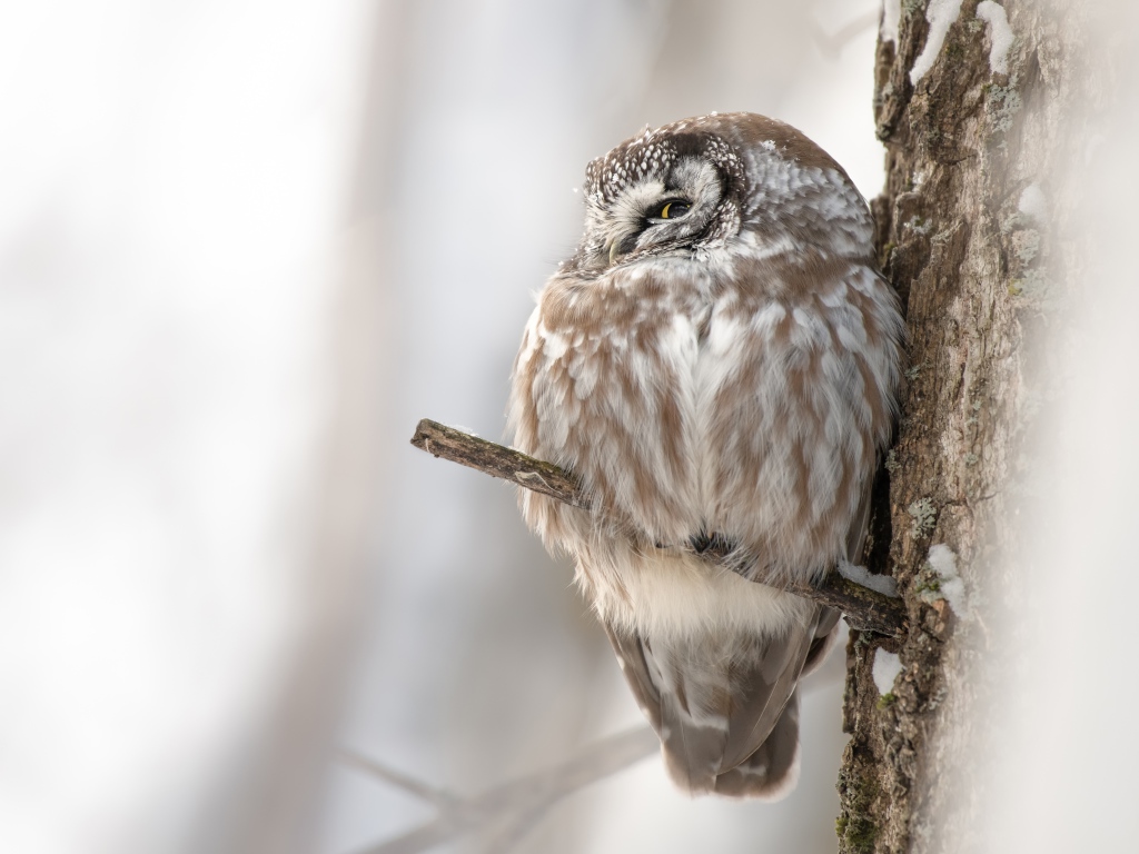 Сова спит на ветке дерева 