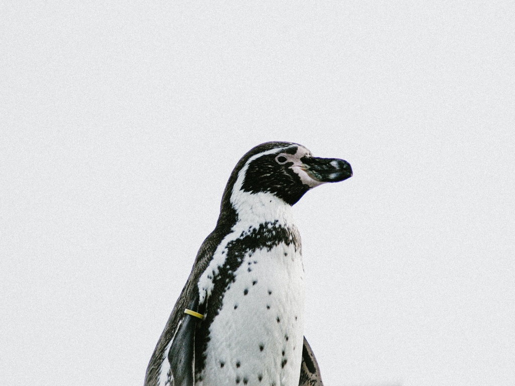 Пингвин на белом фоне крупным планом 