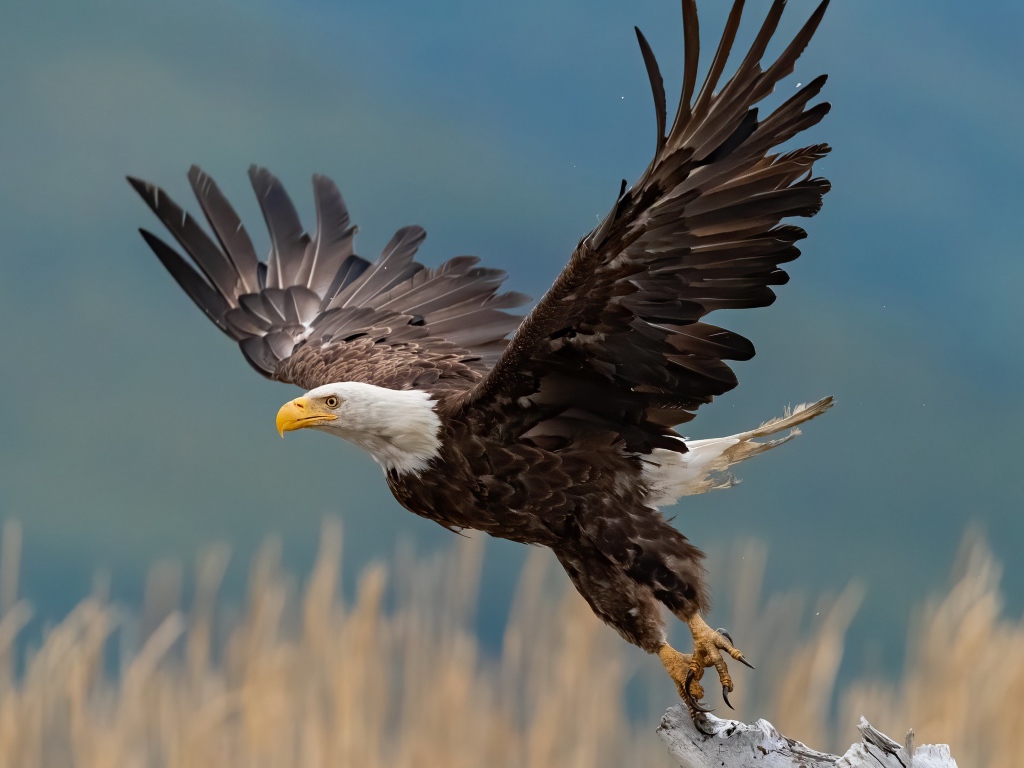 Хищный белоголовый орлан взлетает с ветки 