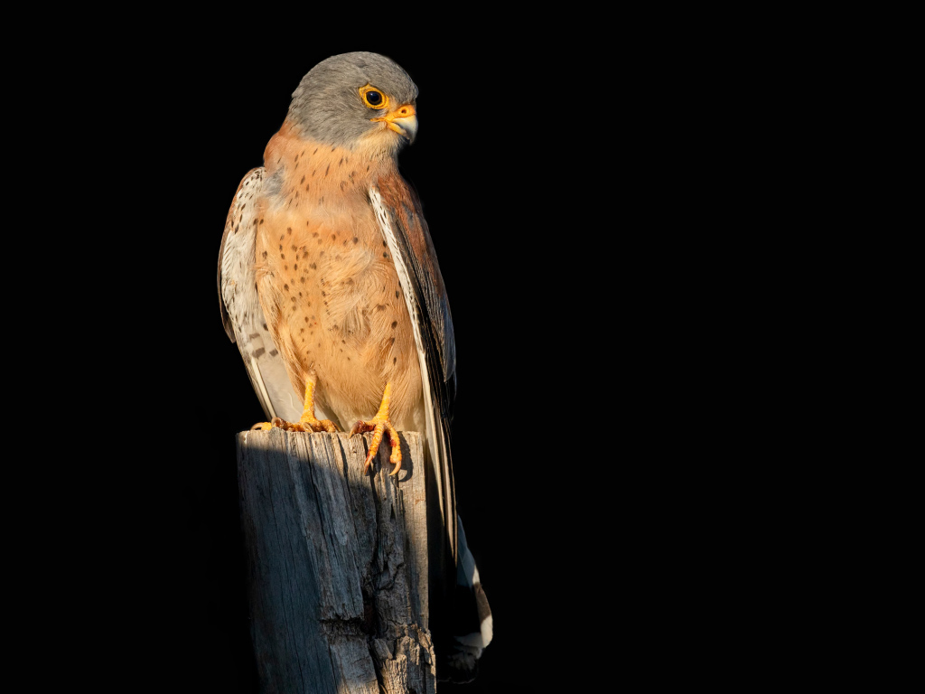 Хищный сокол сидит на сухом дереве на черном фоне