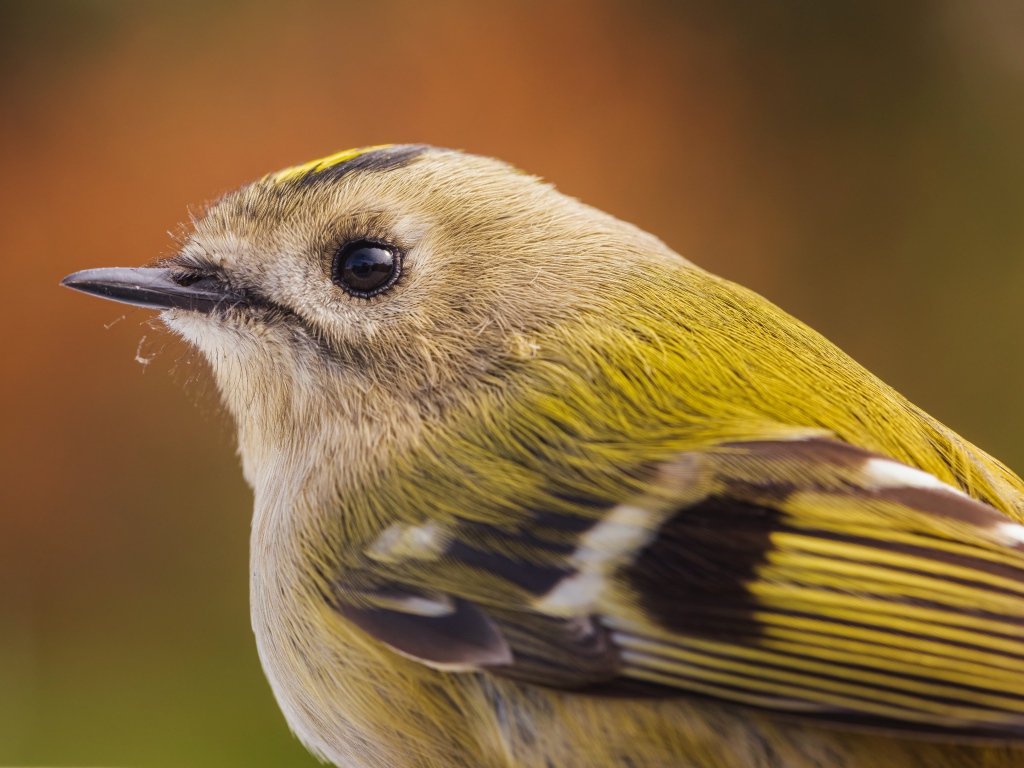 Маленькая птица дрозд крупным планом 