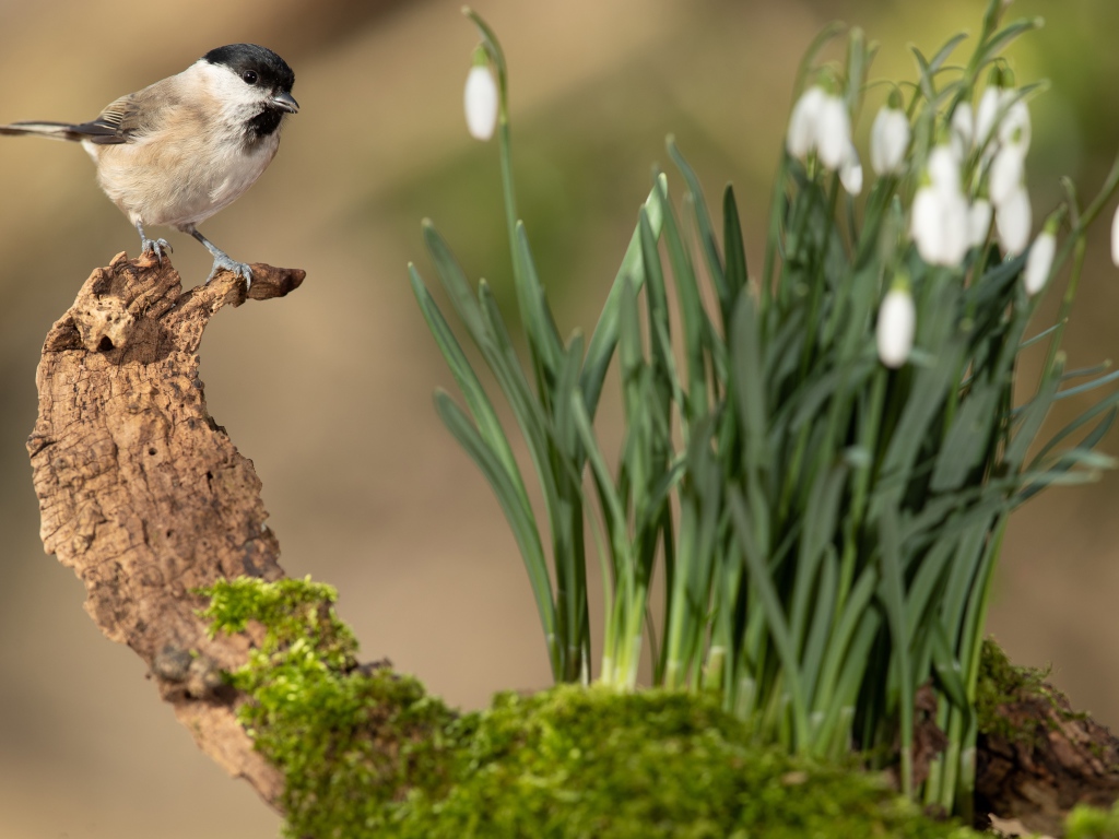 Воробей сидит на коряге у белых подснежников