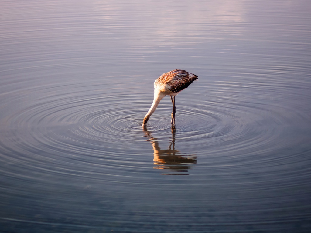 Птица опустила голову в воду озера