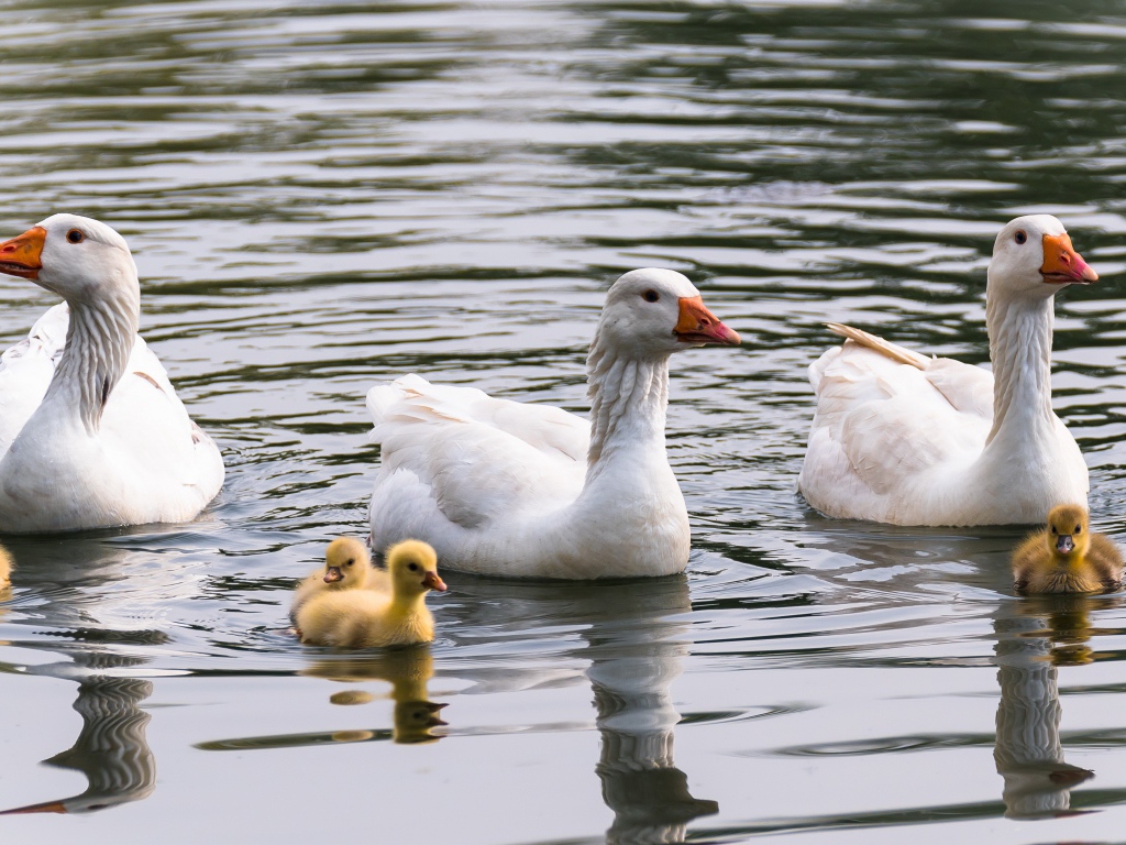 Три белых гусыни с маленькими птенцами в воде 