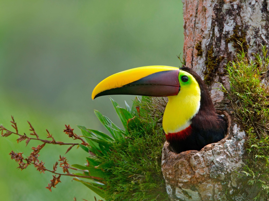 Тукан с длинным клювом в гнезде