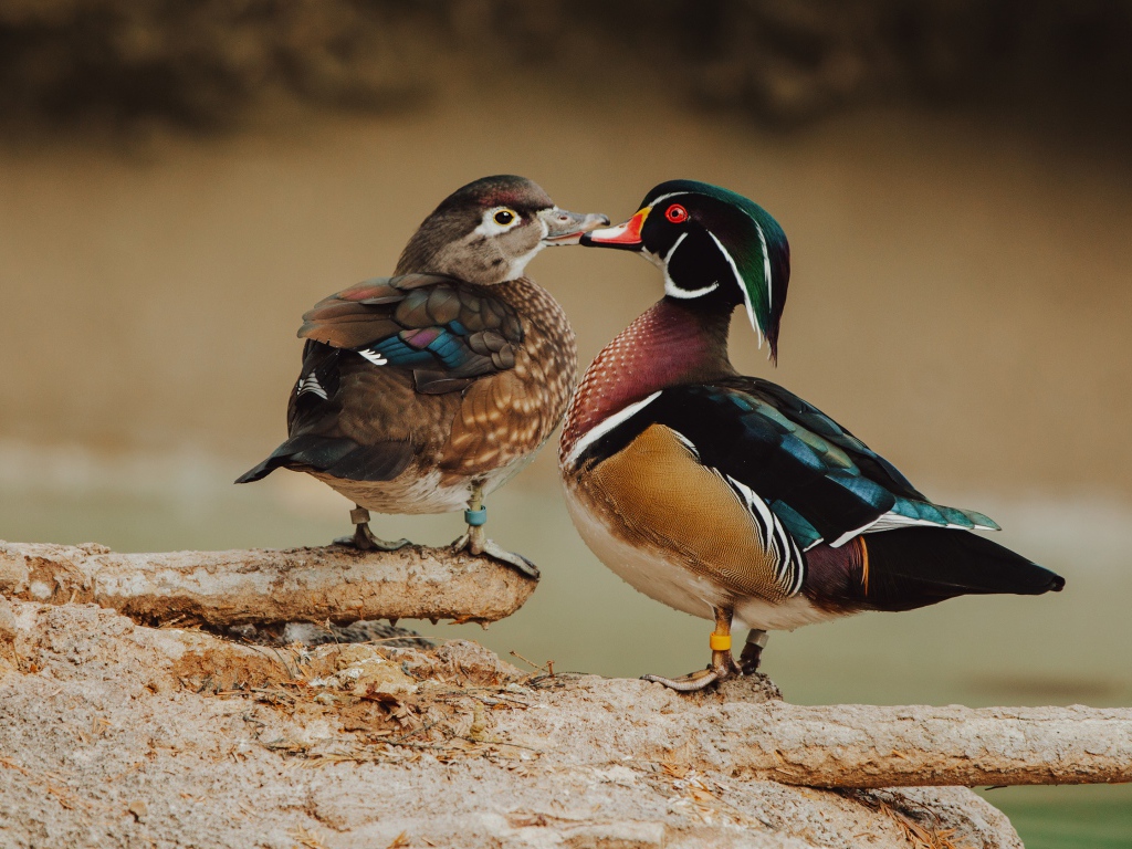 Две красивых разноцветных уточки на дереве