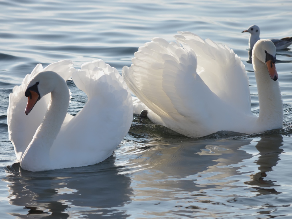 Два красивых белых лебедя в пруду с чайкой 