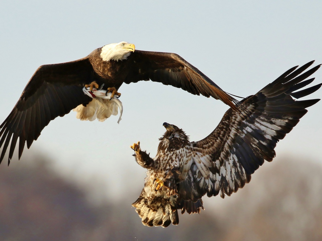 Две хищные птицы дерутся в воздухе 