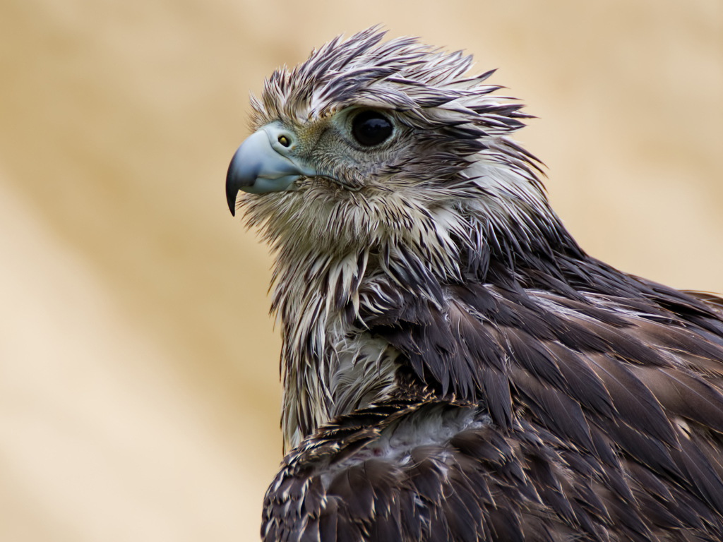 Мокрый ястреб с острым клювом