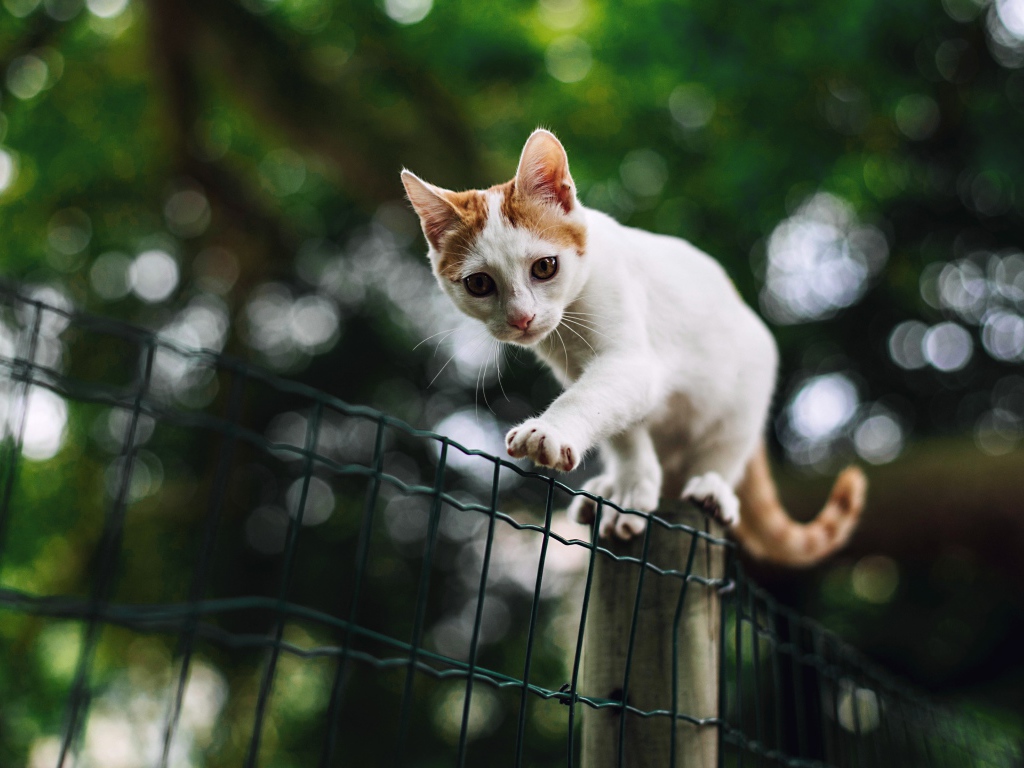 Красивый белый кот с рыжими пятнами идет по забору