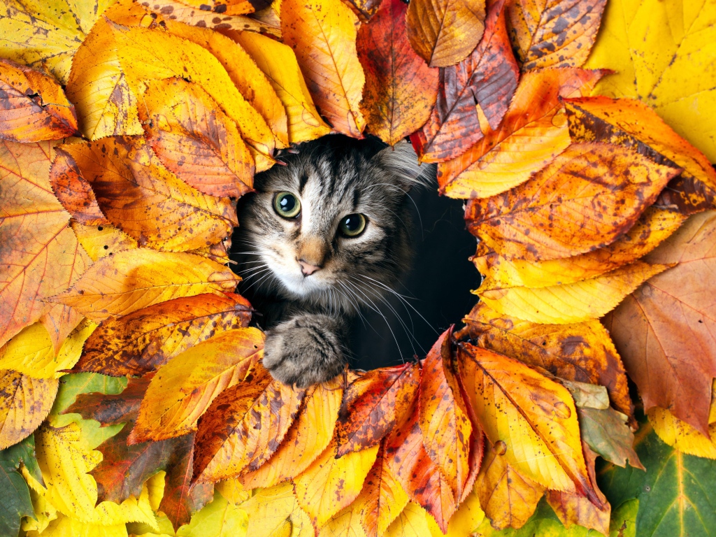 Серый кот выглядывает из дырки из листьев 